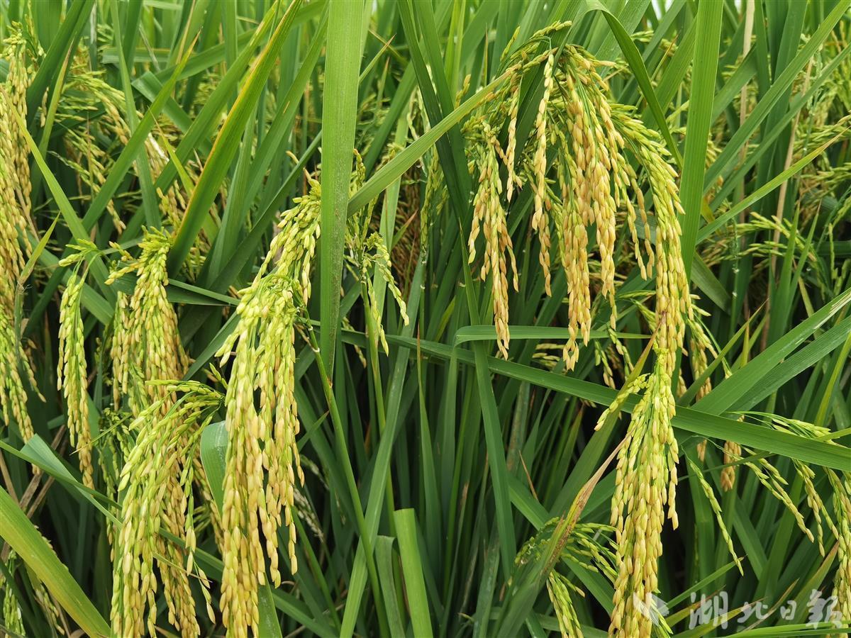 水稻品种_科研成果_科学研究_上海市农业科学院
