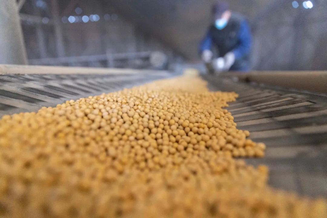 农民日报报道：大豆油料扩种取得开门红