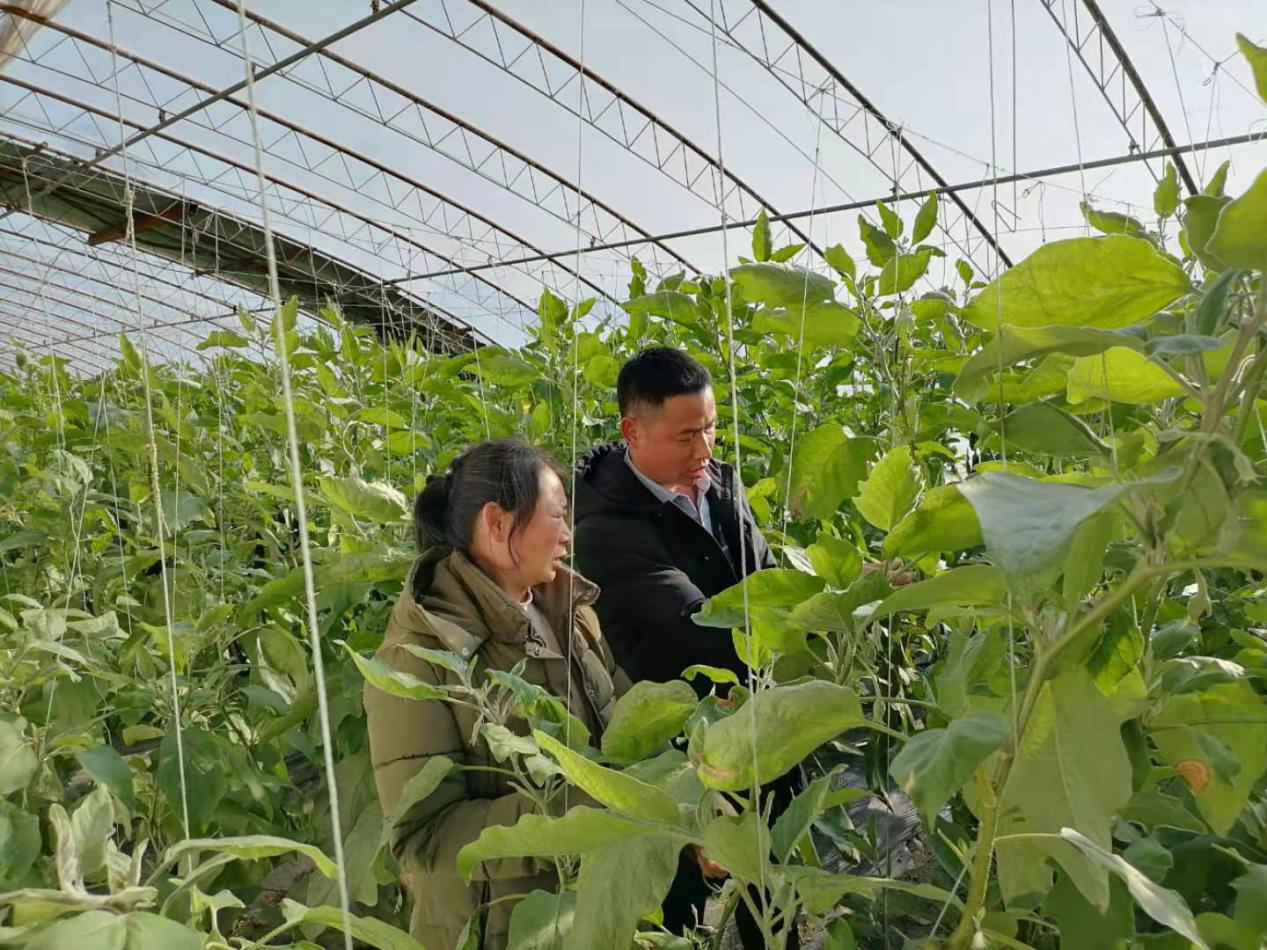 泰安市科学技术局 市内动态 泰安市科技特派员到新泰市开展蔬菜管理栽培技术培训