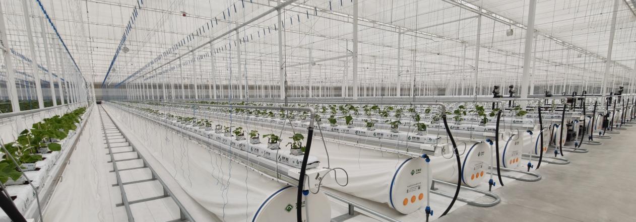 麻城市数字农业产业园正式投产